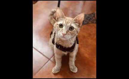 Denuncian violación de una gatita en Agua Dulce, Veracruz