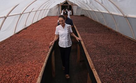 Sheinbaum visita vivero en Tabasco; produce cacao para el chocolate del Bienestar   
