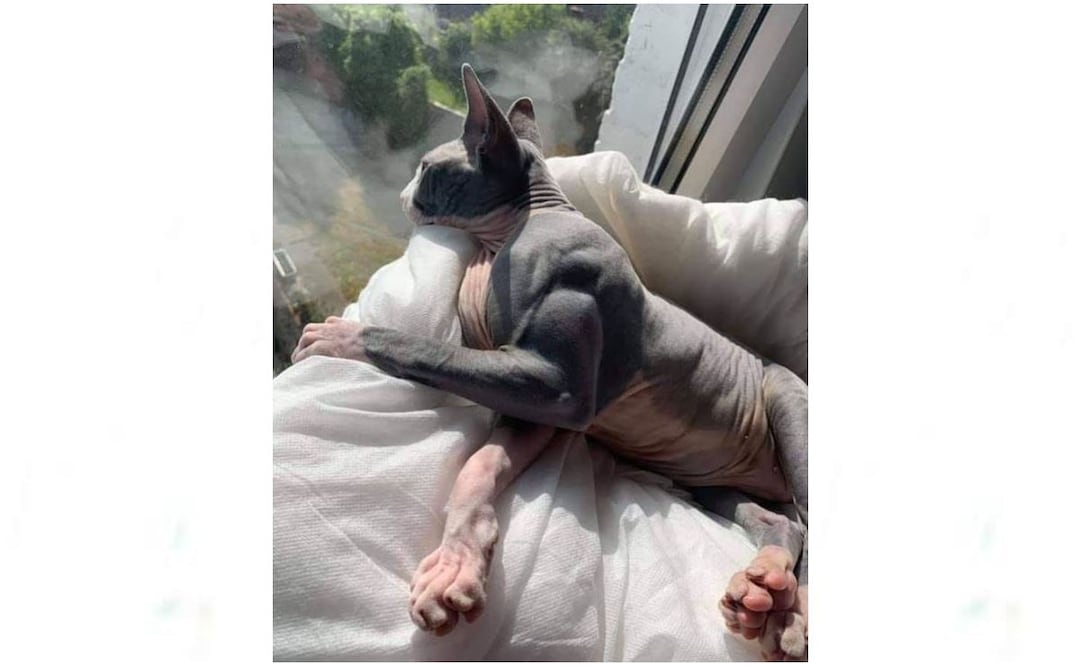 Gato musculoso desata furor en redes