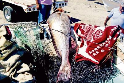 Trafican con totoabas, un pez más caro que la cocaína