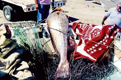 Trafican con totoabas, un pez más caro que la cocaína