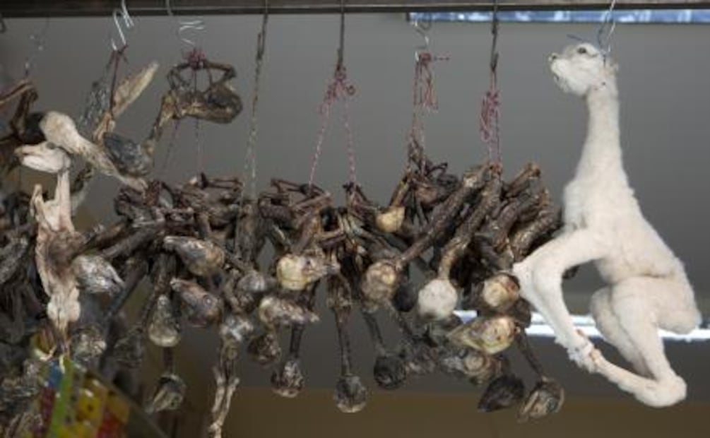 Fetos de llama dan bienvenida al "Mercado de las Brujas" en La Paz