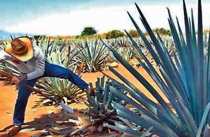 Senado aprueba el Día Nacional del Tequila