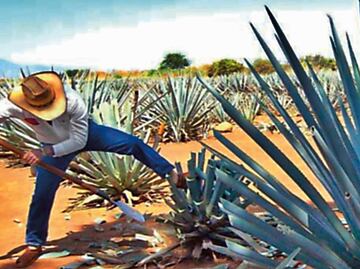 Senado aprueba el Día Nacional del Tequila