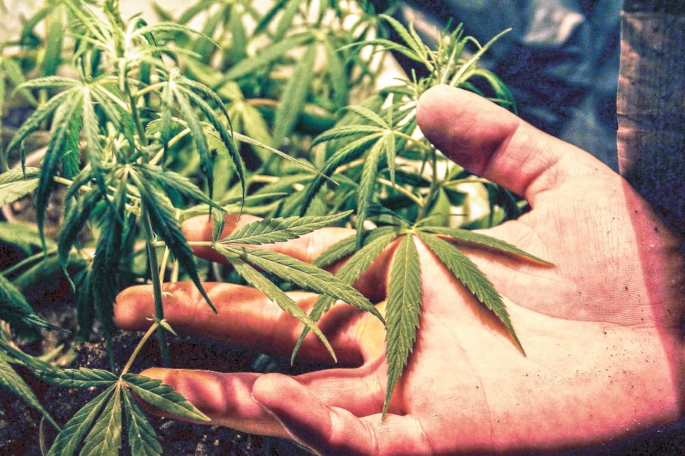 El consumo de la marihuana con fines recreativos debe tener una regulación robusta para evitar que llegue a los niños, dijo un exfuncionario de EU. Foto: ARCHIVO EL UNIVERSAL