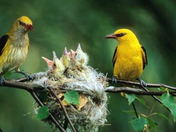 El tamaño del cerebro de los pájaros depende de su ambiente