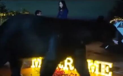Video. Embajada de Rusia se suma a los memes del oso que interrumpió propuesta de matrimonio en NL