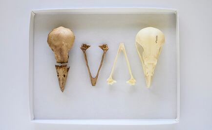 Recuperan ADN de un pájaro del Caribe extinto hace mil años