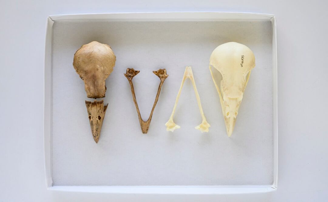 A la izq. la especie Caracara creightoni y a la der. C. cheriway. Foto: FLORIDA MUSEUM PHOTO BY KRISTEN GRACE