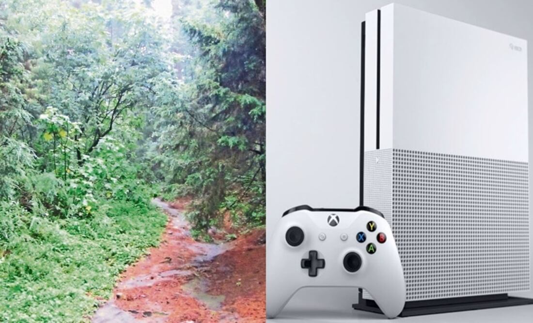 Stewart llevó a los detectives a una zona boscosa en el condado de Kalamazoo, en donde enterró a Venus Stewart, de 32 años. Foto: Archivo / EL UNIVERSAL