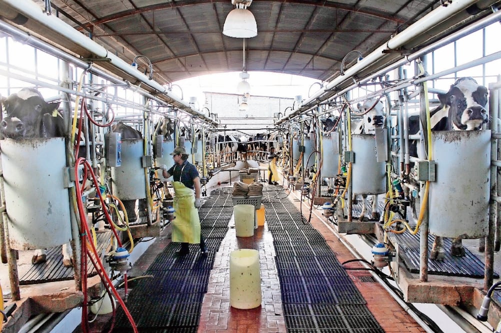 La Asociación Nacional de Ganaderos Lecheros señala que el producto se compra en un promedio que ronda los 5.30 pesos por litro. (ARCHIVO EL UNIVERSAL)