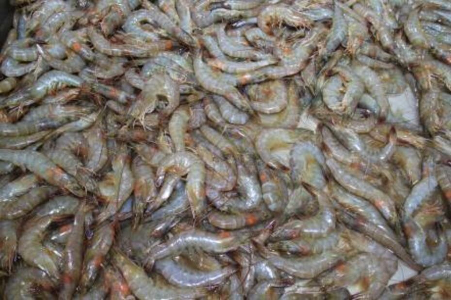 La importancia de la camaronicultura en México