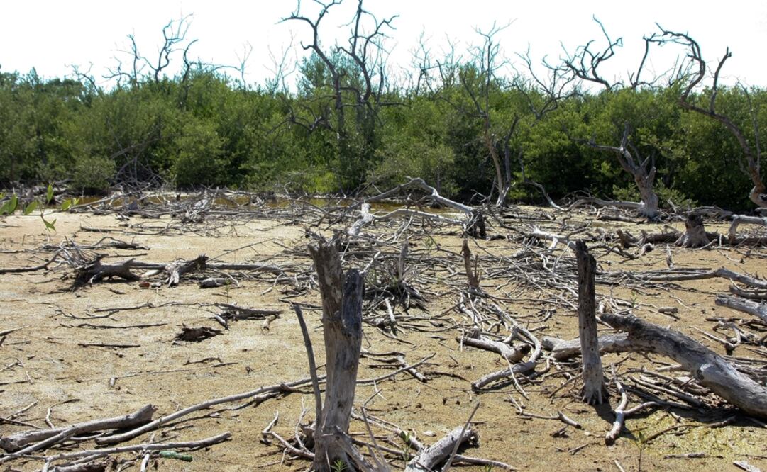 The SCCA was fined with MXN$13.9 million for destroying mangroves without environmental impact authorization and land use changes - Photo: Marco Polo Guzman/CUARTOSCURO.COM