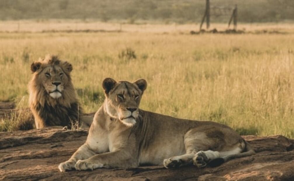 ¿Los leones están en peligro de extinción?