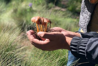 Así se recolectan los hongos en Amecameca