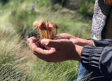 Así se recolectan los hongos en Amecameca