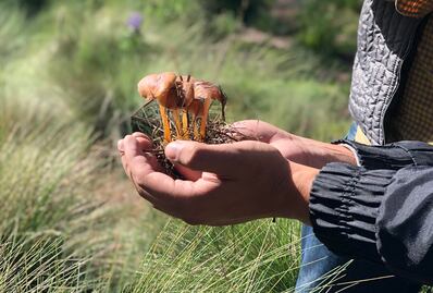Así se recolectan los hongos en Amecameca