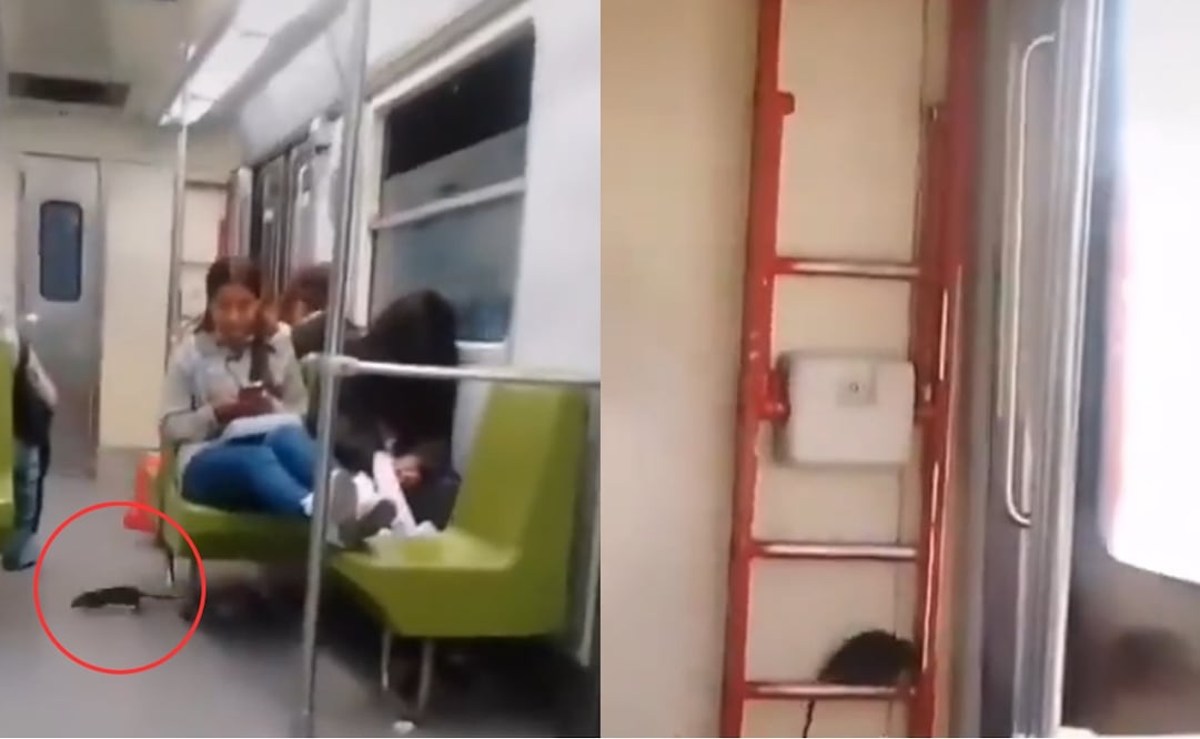 Captan a enorme rata en vagón del metro de la CDMX. Foto: Captura de video