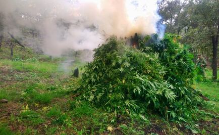 Sedena localiza media hectárea de plantíos de marihuana en Jalisco