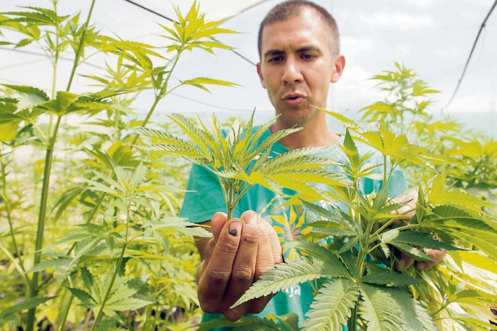 Marihuana medicinal. La marihuana se puede cultivar, consumir, comprar o vender bajo ciertas condiciones en varios países sólo para su uso terapéutico. (ARCHIVO EL UNIVERSAL)
