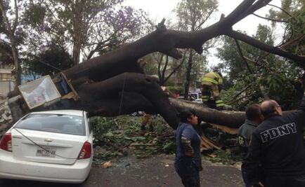 Strong winds knock down trees in Mexico City