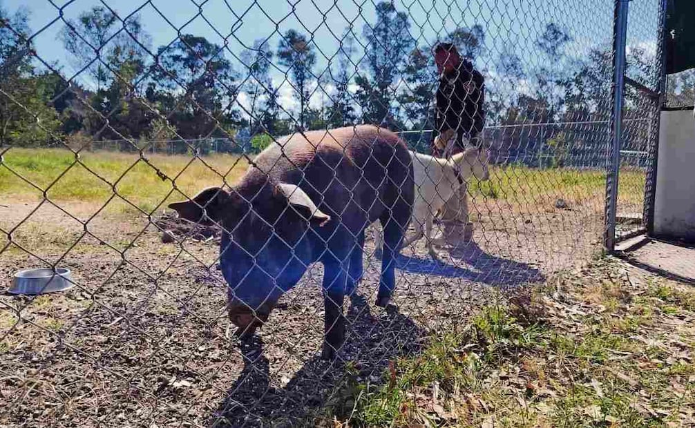 A la BVA llegan animales lesionados en vía pública o por maltrato. Foto: Fabián Evaristo / EL UNIVERSAL