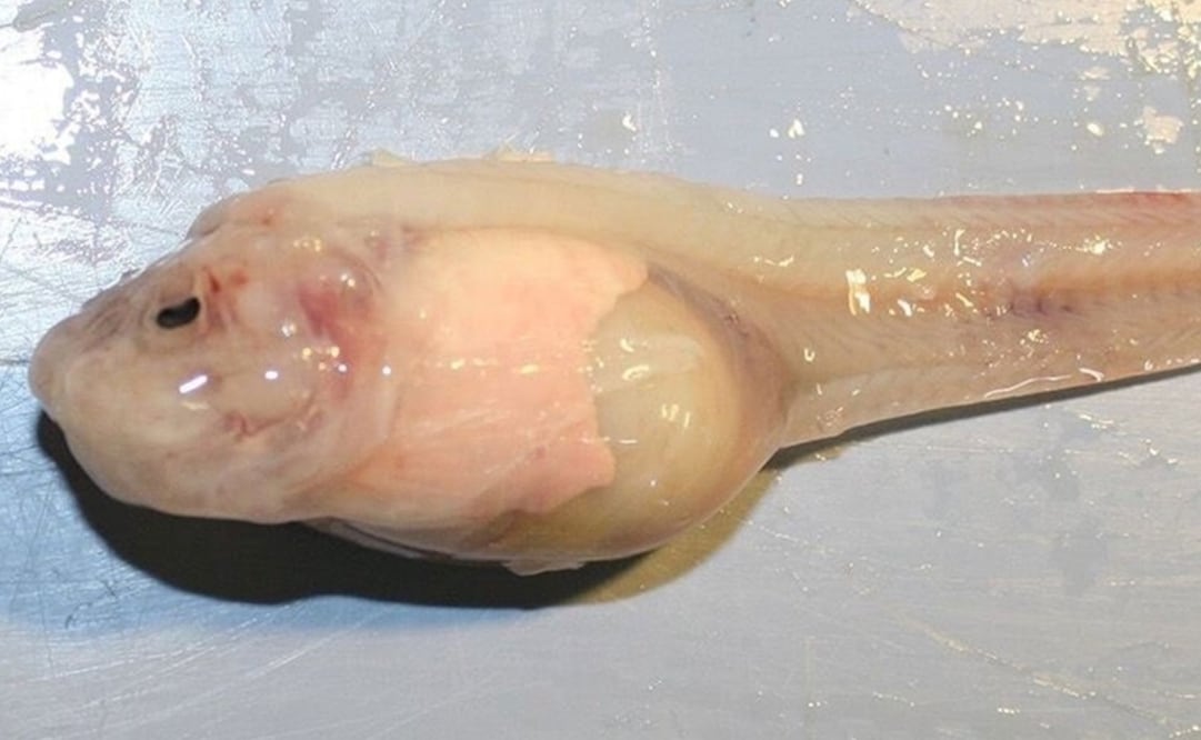 (FOTO: Universidad de Washington)