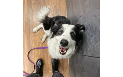 “Nadie me sabe decir en dónde está”, pasajera denuncia que Aeroméxico extravió a su perrito Kobe