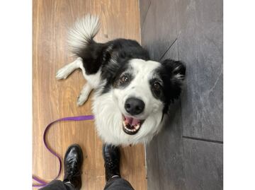 “Nadie me sabe decir en dónde está”, pasajera denuncia que Aeroméxico extravió a su perrito Kobe