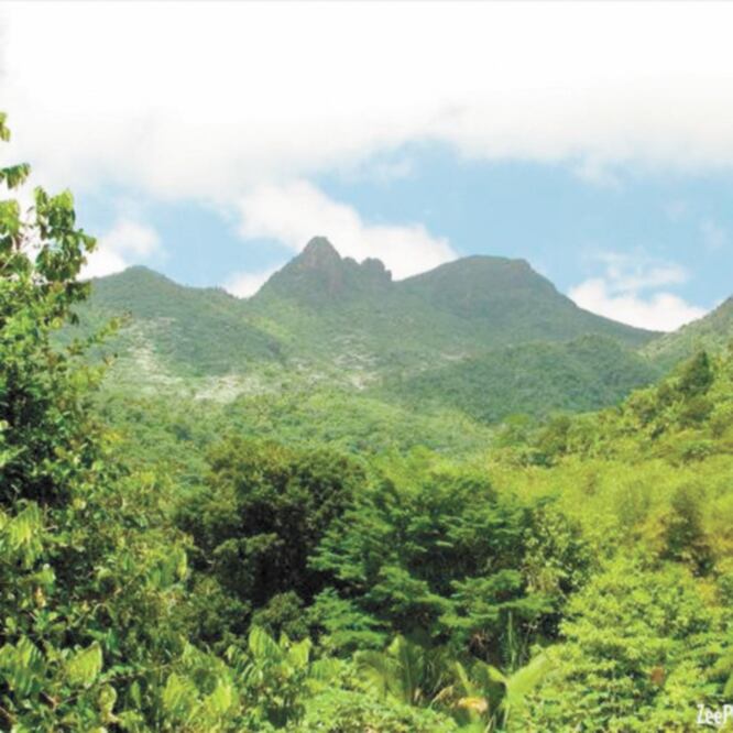 Bosque Nacional El Yunque, en Puerto Rico. ESPECIAL