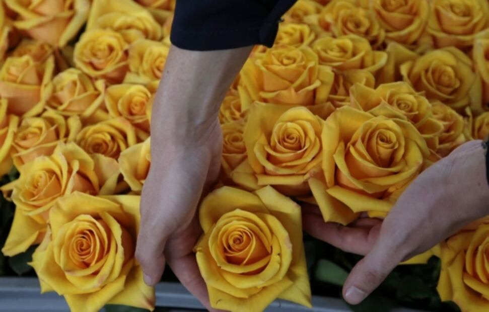 Día de la suegra: ¿cuál es el origen y por qué se celebra?