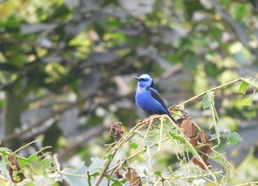 Conoce la fauna de México sin salir de casa; explora el visor de CONANP con imágenes de animales en áreas protegidas