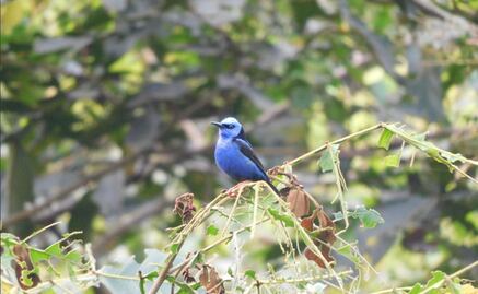 Conoce la fauna de México sin salir de casa; explora el visor de CONANP con imágenes de animales en áreas protegidas