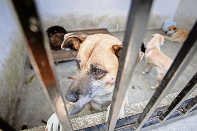 Rescatan a 12 perritos de falso refugio en Puebla; hay 2 detenidos por maltrato animal