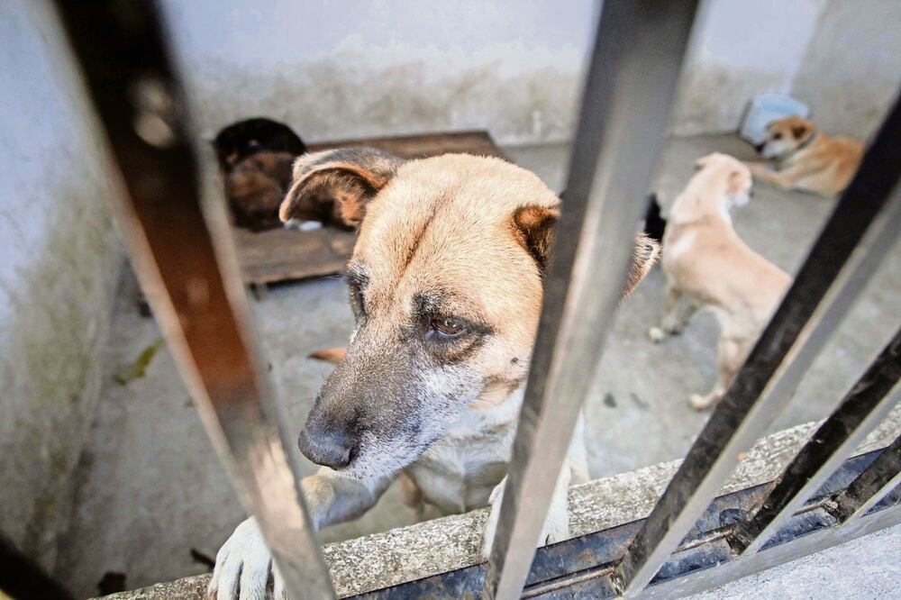 Maltrato animal. Foto: Especial