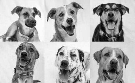 Wuf: adopta un perro rescatado y entrenado