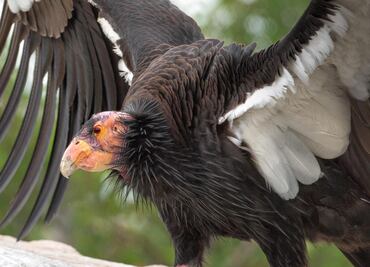 En Baja California admira un cielo estrellado y un ave que estuvo a punto de desaparecer