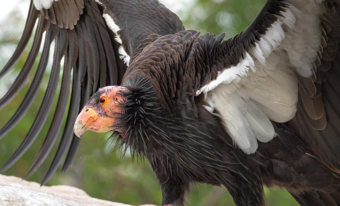El cóndor es parte de un programa de rescate. (Foto: Cucapah Tours)