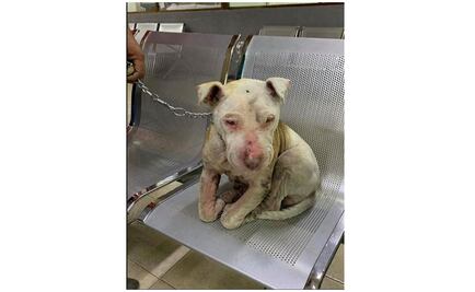 Queda en libertad sujeto que quemó a la pitbull Lala 