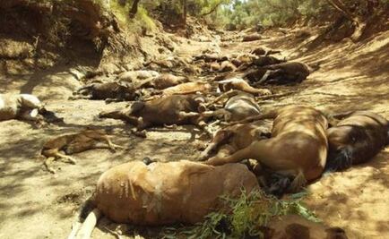 Analizan medidas ante muerte de caballos por sequía en Australia