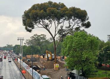 Prohíben talar árboles del Bosque de Chapultepec para construcción de Línea 3 del Cablebús