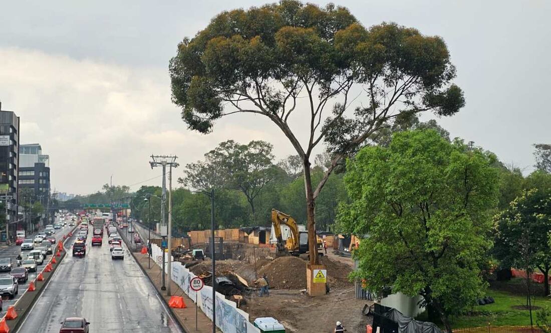 En las zonas aledañas al proyecto dónde se encuentra el eucalipto, también hay varios árboles que fueron replantados desde la zona de la instalación de una de las torres del Cablebús. Foto: Especial