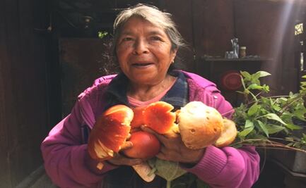 Conoce sobre hongos oaxaqueños con este cartel