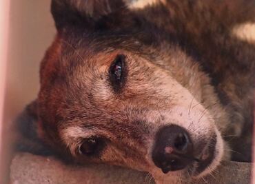 Diputados proponen que haya guarderías para mascotas en la CDMX