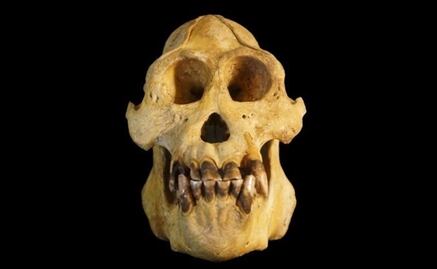 Descubren una nueva especie de orangután
