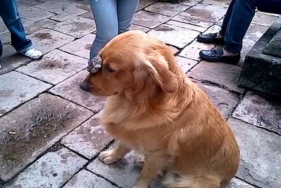 Felipe Calderón presume los trucos de su perro