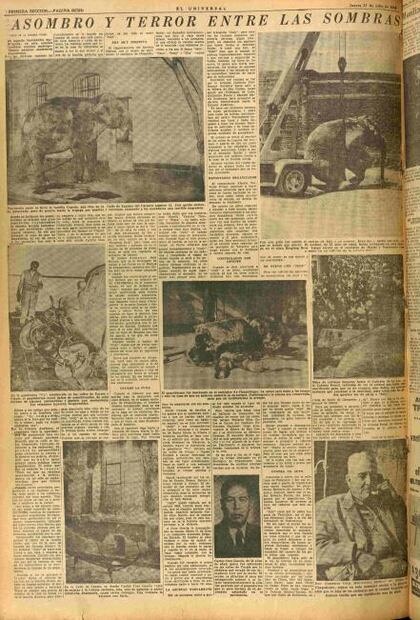 Una elefanta anduvo suelta en la ciudad