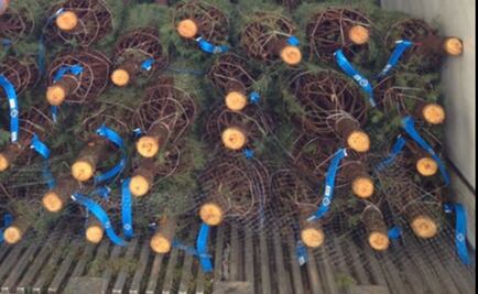 Impiden ingreso a México de ocho mil árboles de Navidad