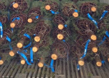 Impiden ingreso a México de ocho mil árboles de Navidad