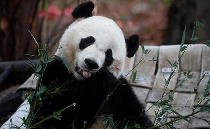 Bei Bei, el "panda deportado" de Estados Unidos a China